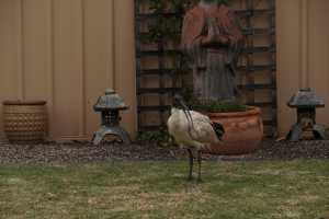 BLACK-HEADED-IBIS (5)
